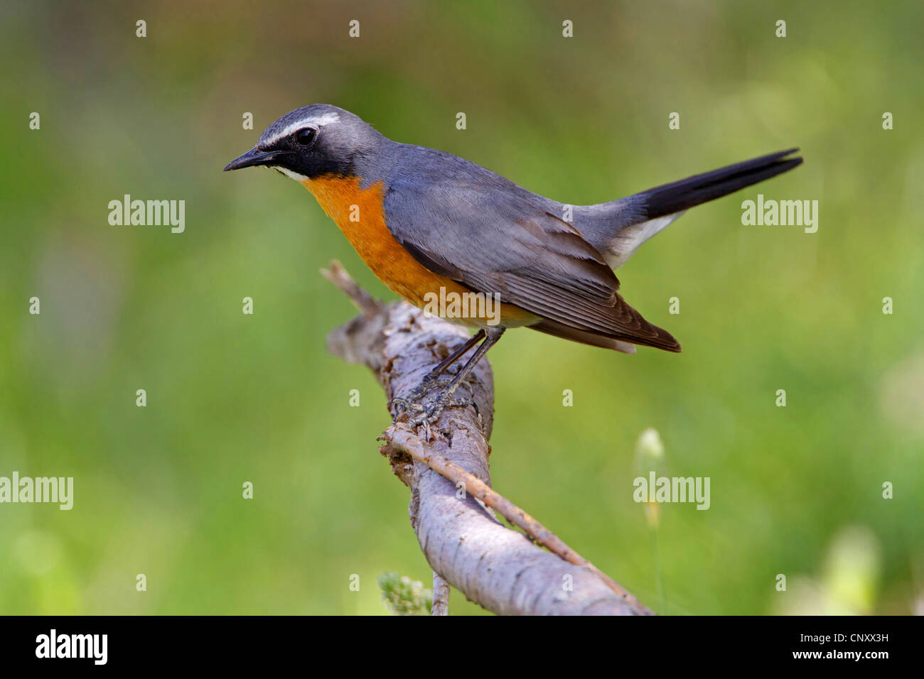 Bianco-throated robin (Irania gutturalis, Irania gutteralis), seduto su un ramoscello, Turchia, Goeksu Delta, Silifke Foto Stock