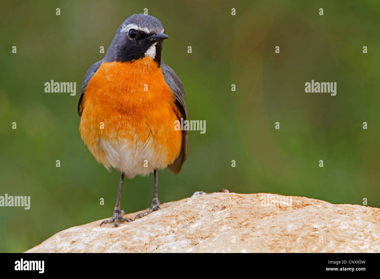 Bianco-throated robin (Irania gutturalis, Irania gutteralis), seduto su di una pietra, Turchia, Goeksu Delta, Silifke Foto Stock