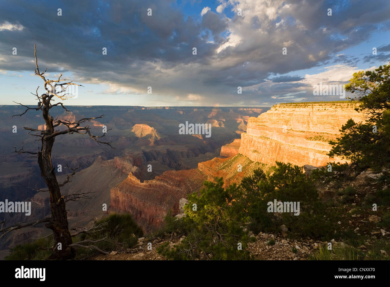 Albero morto al margine sud del Grand Canyon e thunderclouds, vista dal punto di Mohave di Hopi Point, STATI UNITI D'AMERICA, Arizona, il Parco Nazionale del Grand Canyon Foto Stock