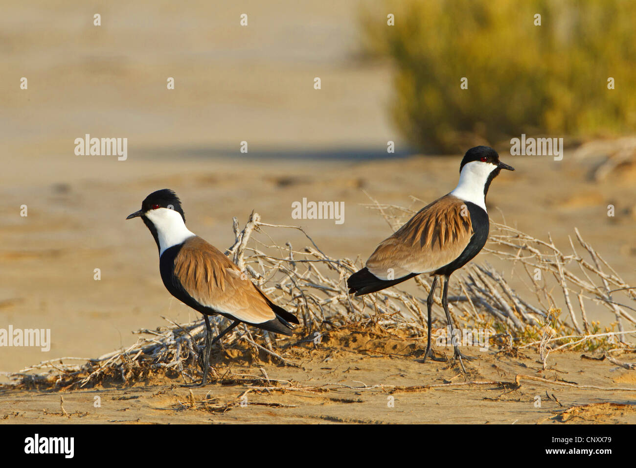 Dallo sperone plover (Vanellus spinosus, Hoplopterus spinosus), coppia seduta sul terreno, Turchia, Goeksu Delta, Silifke Foto Stock