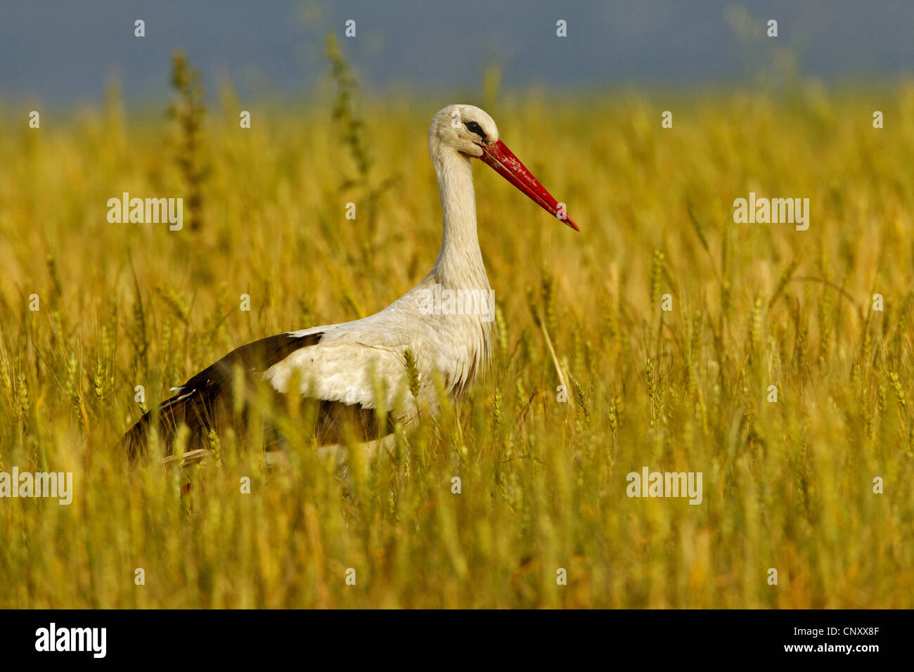 Cicogna bianca (Ciconia ciconia), in piedi in un cornfield, Turchia, Goeksu Delta, Silifke Foto Stock