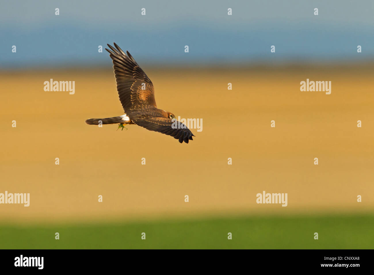 Montague's Harrier (Circus pygargus), volando sul paesaggio di campo con la preda in la griffe, in Germania, in Renania Palatinato Foto Stock Montague's Harrier (Circus pygargus), volando sul paesaggio di campo con la preda in la griffe, in Germania, in Renania Palatinato Foto Stock