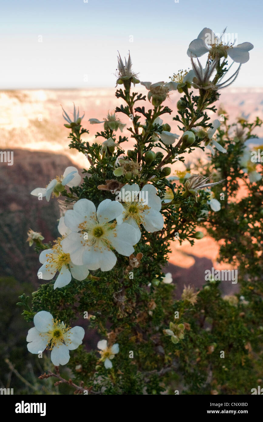 Stansbury cliffrose (tridentata stansburiana, , Cowania stansburiana), fioritura in corrispondenza del bordo del Grand Canyon, STATI UNITI D'AMERICA, Arizona, il Parco Nazionale del Grand Canyon Foto Stock