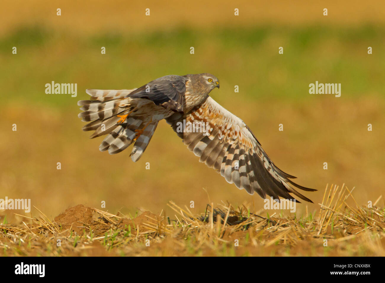 Montague's Harrier (Circus pygargus), flying strettamente al di sopra di un campo di stoppie in cerca di prede, in Germania, in Renania Palatinato Foto Stock Montague's Harrier (Circus pygargus), flying strettamente al di sopra di un campo di stoppie in cerca di prede, in Germania, in Renania Palatinato Foto Stock