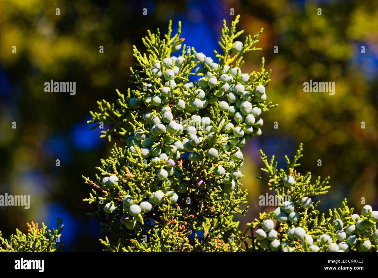 Utah ginepro (Juniperus osteosperma), il ramo con semi, STATI UNITI D'AMERICA, Arizona, il Parco Nazionale del Grand Canyon Foto Stock