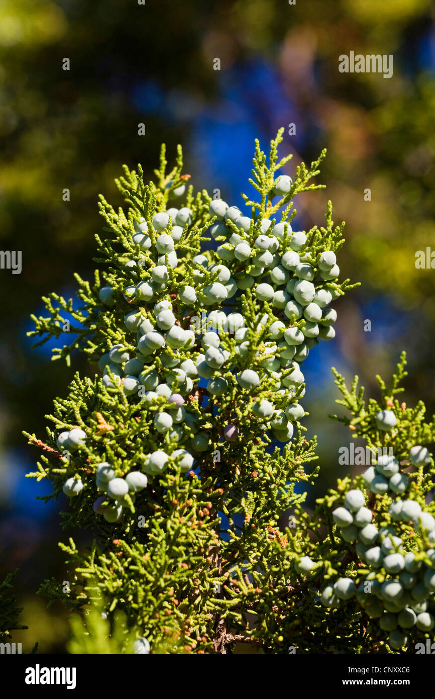 Utah ginepro (Juniperus osteosperma), il ramo con semi, STATI UNITI D'AMERICA, Arizona, il Parco Nazionale del Grand Canyon Foto Stock