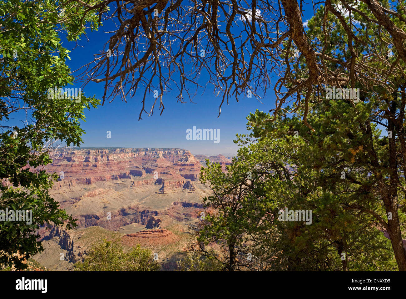 Vista dal bordo meridionale attraverso gli alberi per il Grand Canyon, STATI UNITI D'AMERICA, Arizona, il Parco Nazionale del Grand Canyon Foto Stock