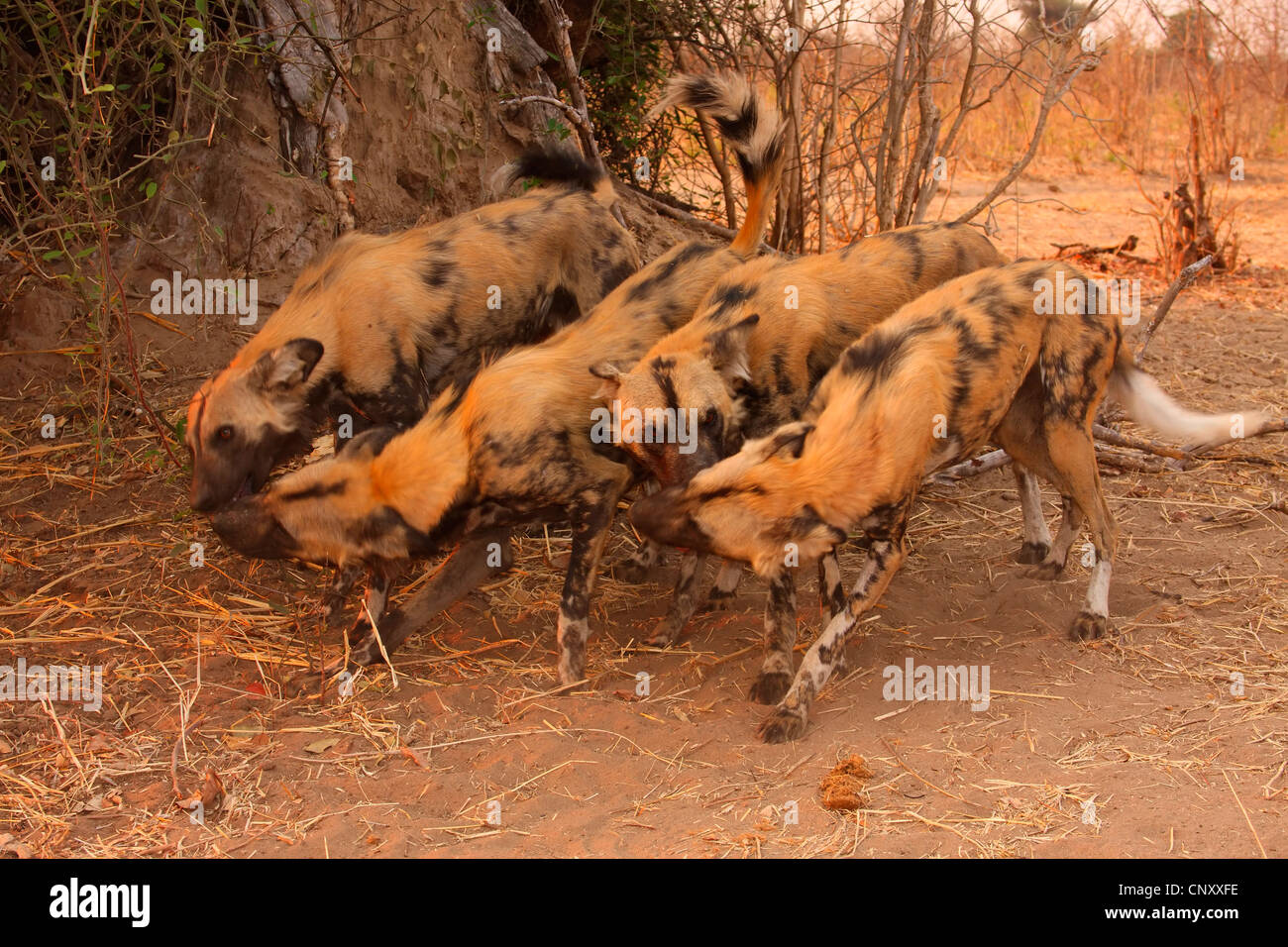 African wild dog (Lycaon pictus), gruppo, Botswana Chobe National Park Foto Stock