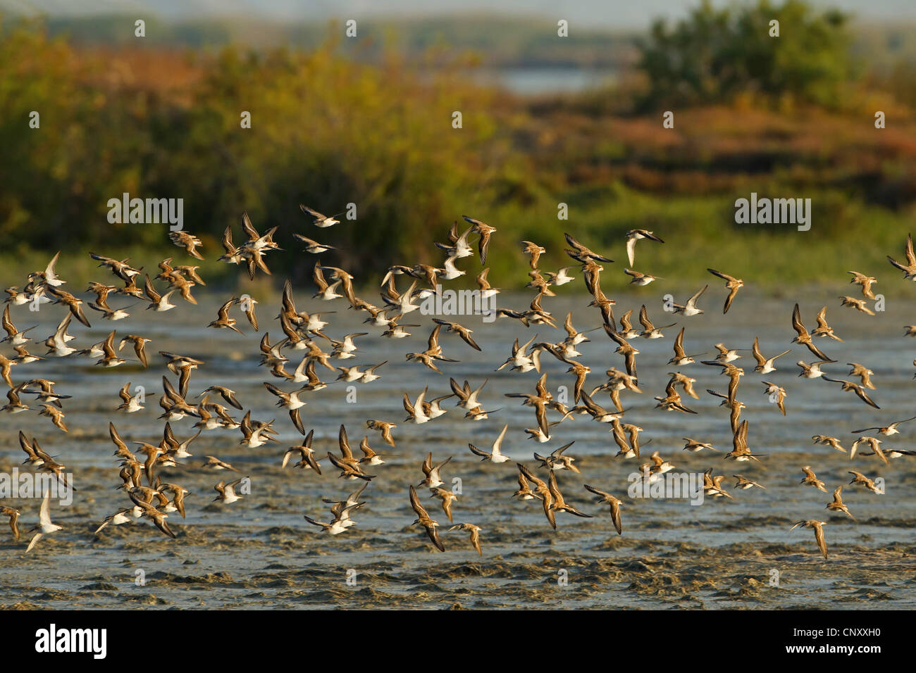 Little stint (Calidris minuta), gregge volare al di sopra di una piana di fango, Turchia, Goeksu Delta, Silifke Foto Stock