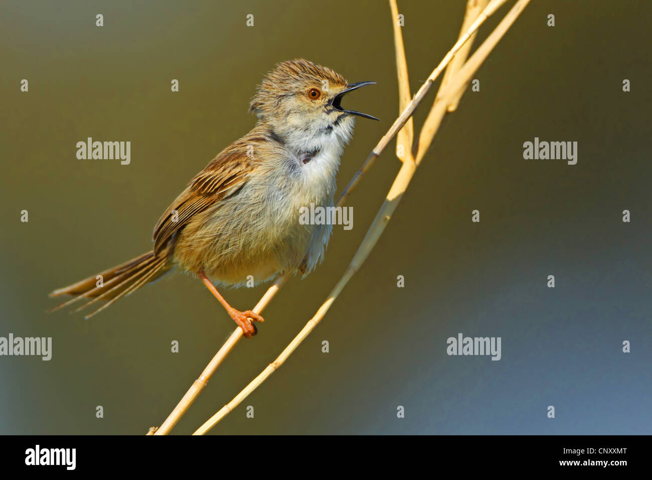 Grazioso trillo (Prinia gracilis), seduta a una lama per erba cantando, Turchia, Sanliurfa, Birecik Ghiaia, Birecik Foto Stock