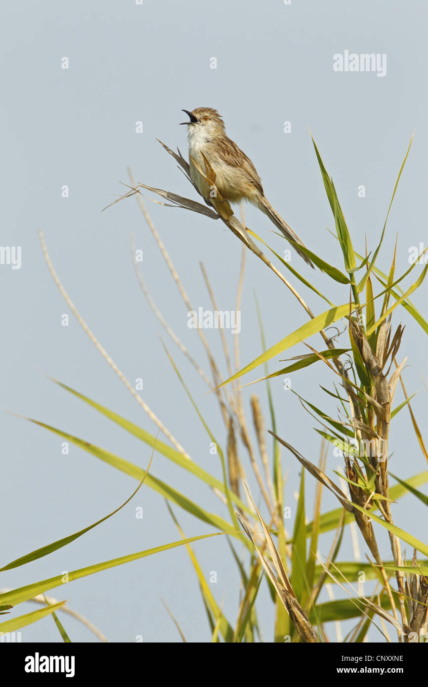 Grazioso trillo (Prinia gracilis), seduta a una lama per erba cantando, Turchia, Silifke, Goeksu Delta Foto Stock