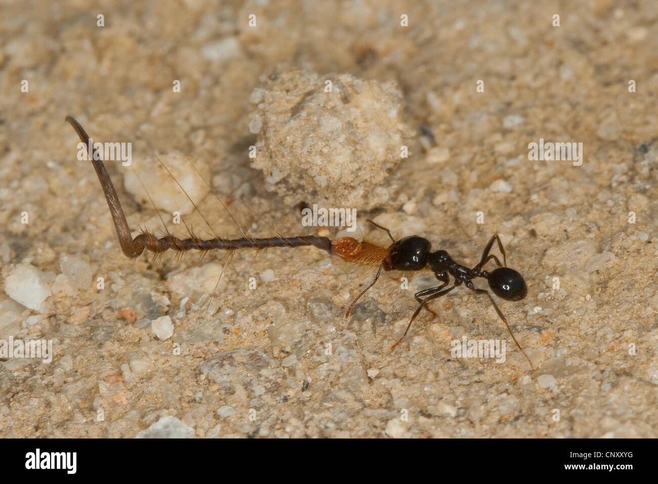 Harvester ant (Messor spec.), trasporto di semi nel suo nido, Italia, Sicilia Foto Stock