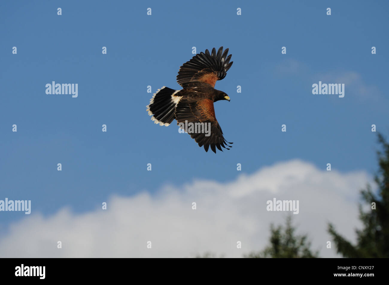 Harris' Hawk, Harris's hawk (Parabuteo unicinctus), sorvolando aforest Foto Stock