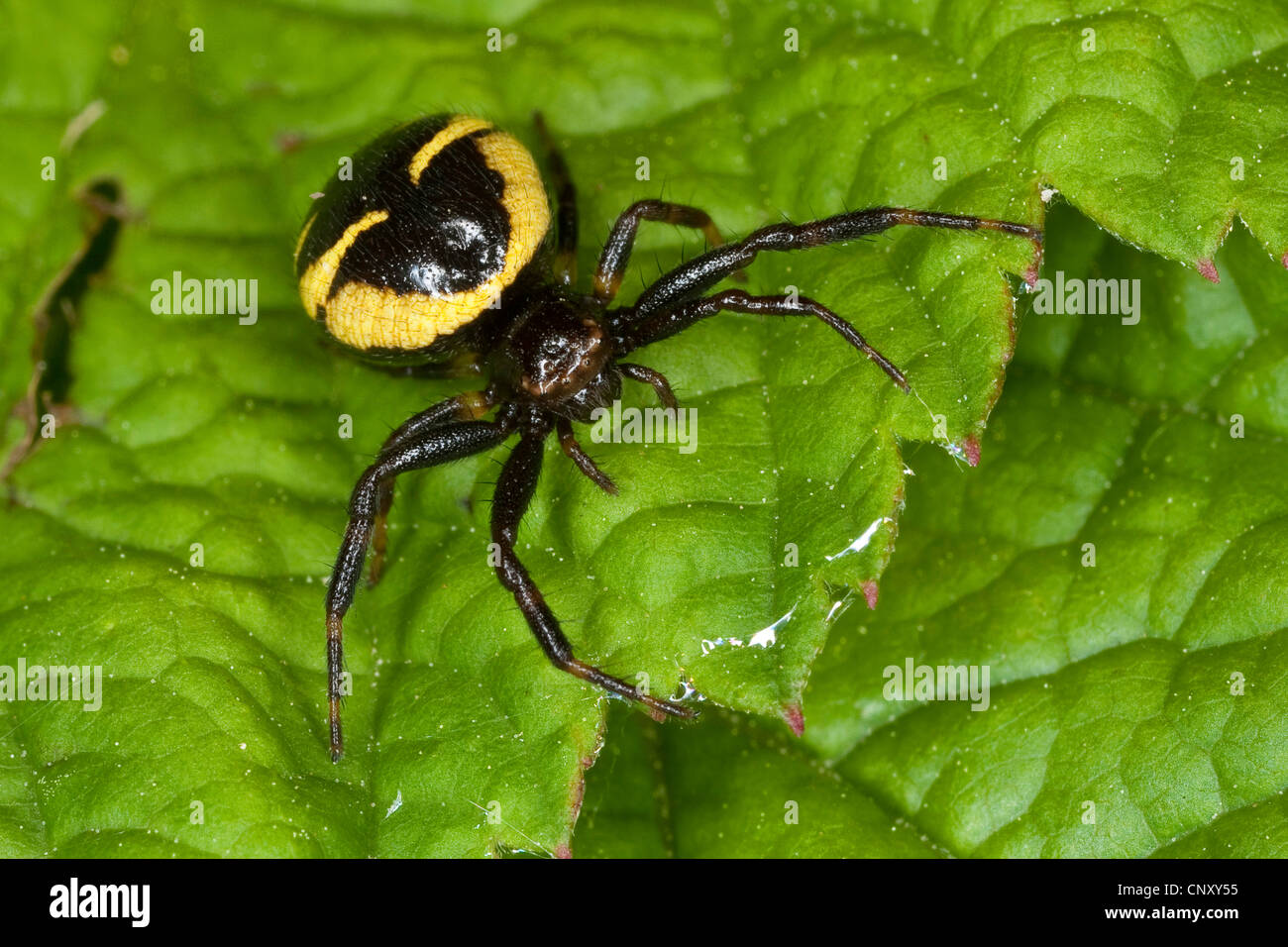 Granchio rosso Spider (Synema globosum, Synaema globosum), seduta su una foglia, Germania Foto Stock