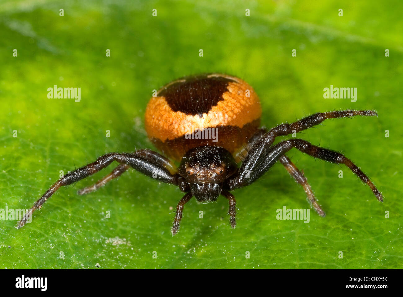 Granchio rosso Spider (Synema globosum, Synaema globosum), seduta su una foglia, Germania Foto Stock