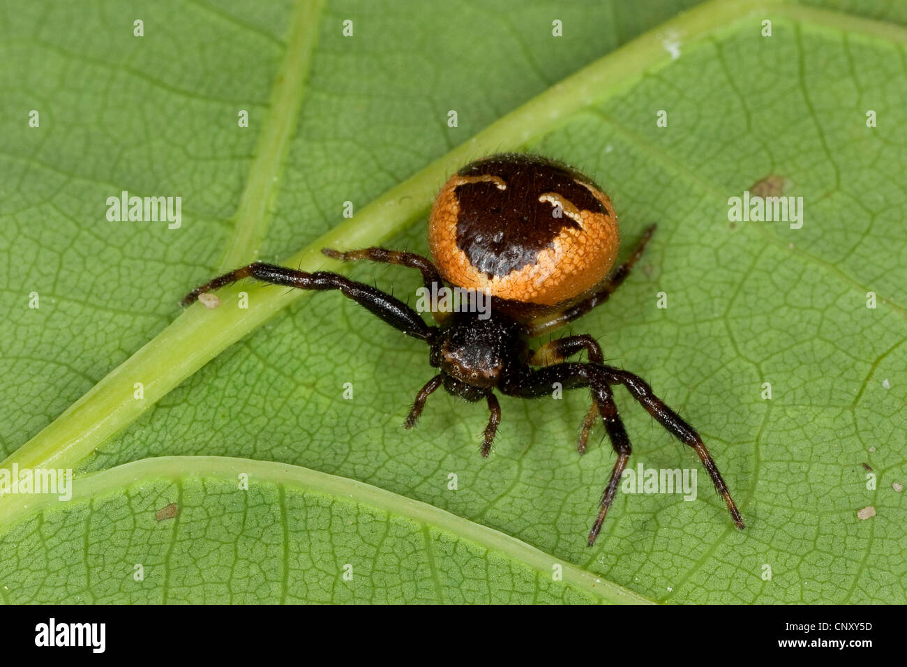 Granchio rosso Spider (Synema globosum, Synaema globosum), seduta su una foglia, Germania Foto Stock