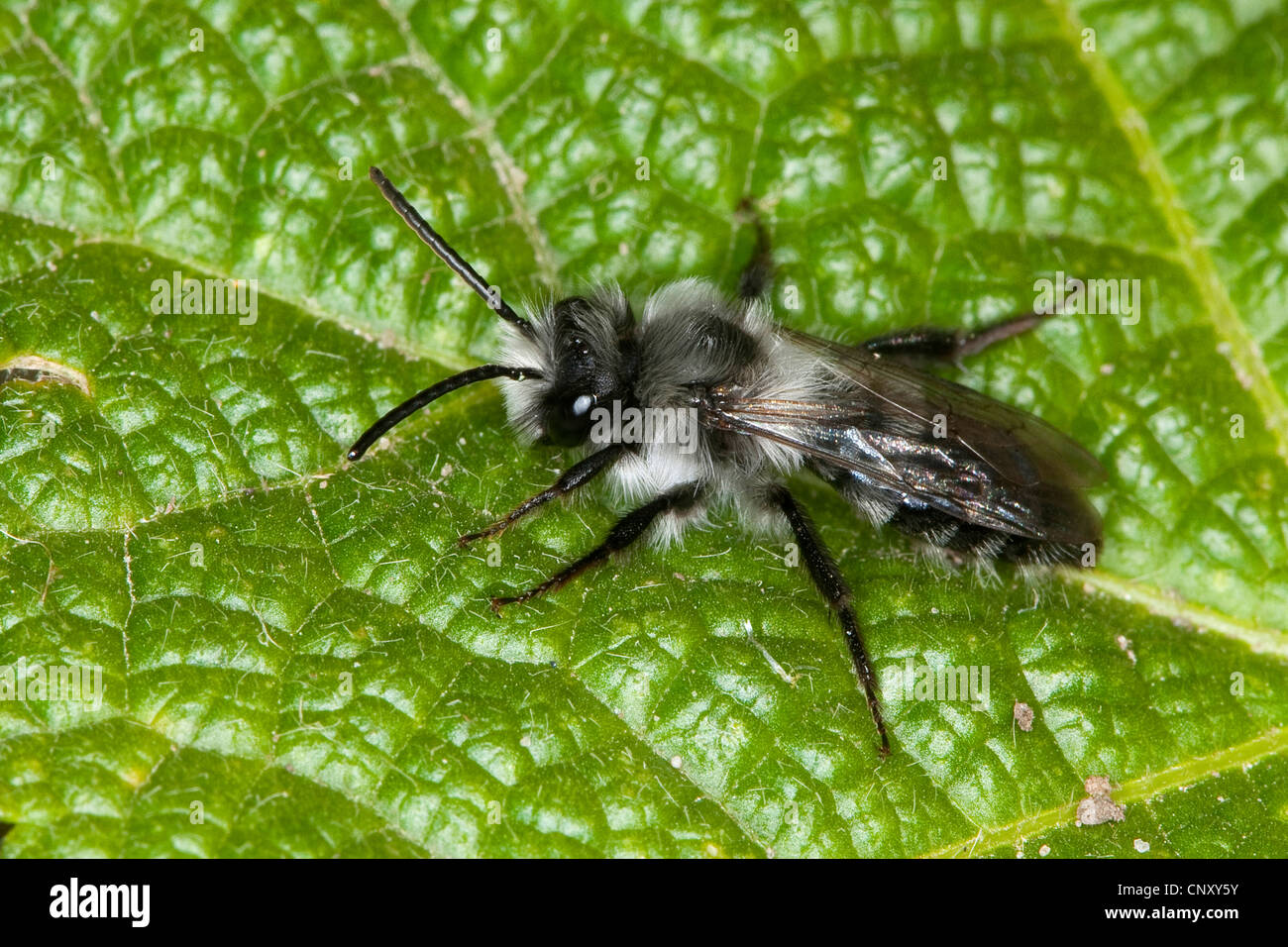 Ashy Mining-bee, Mineraria bee (Andrena cineraria), maschio, Germania Foto Stock