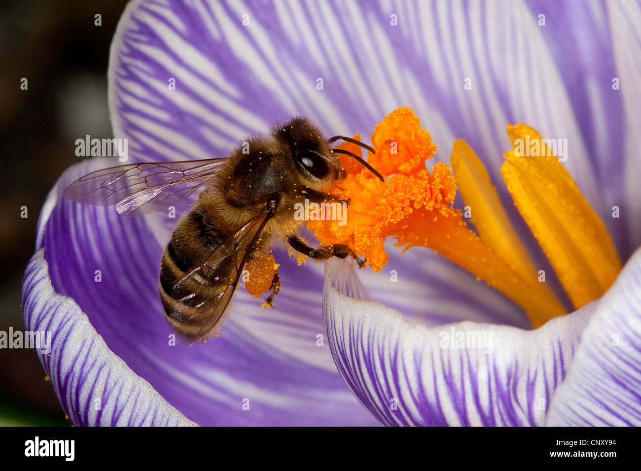 Il miele delle api, hive bee (Apis mellifera mellifera), su un crocus, Germania Foto Stock