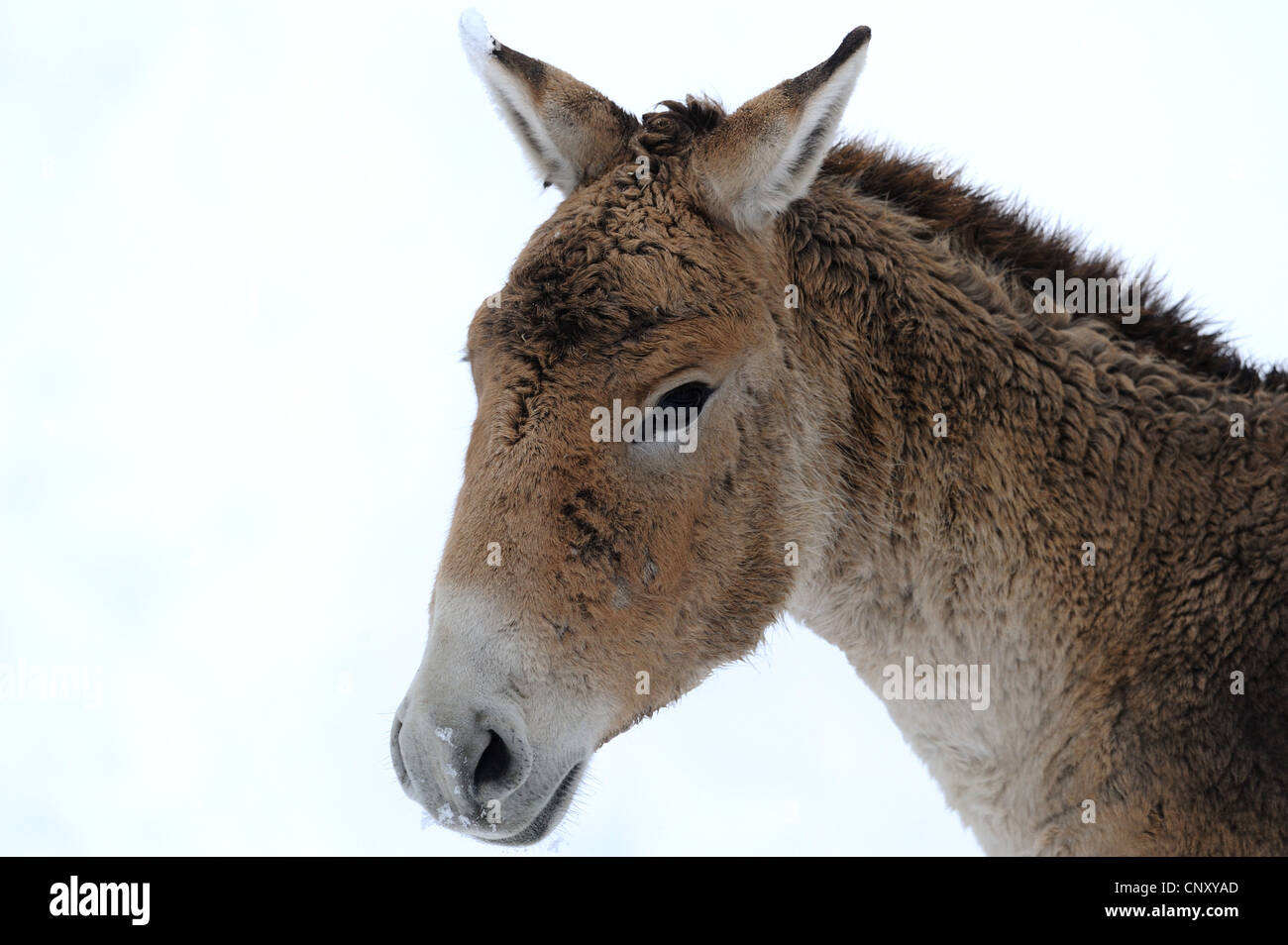 Kulan, Khur, onagro, Dziggetai (Equus hemionus), laterale verticale Foto Stock