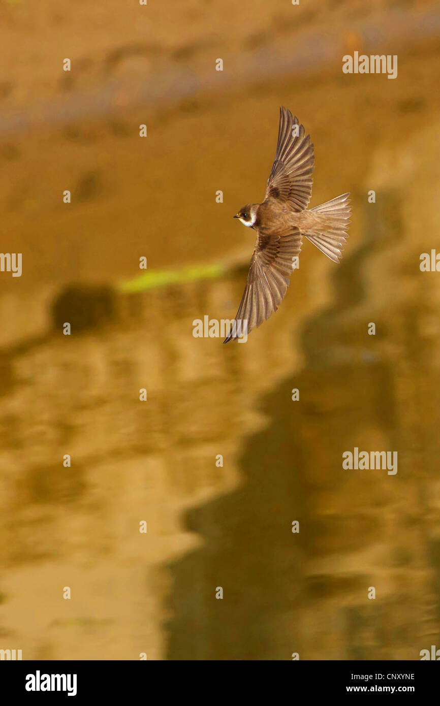 Sabbia martin (Riparia Riparia), volare, Turchia, Sanliurfa, Birecik Ghiaia Foto Stock