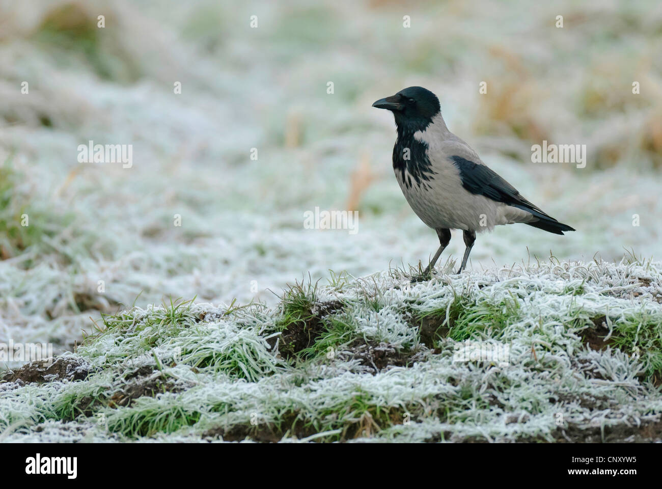 Cornacchia mantellata (Corvus corone cornix), seduta sul terreno di Feldberger Seenlandschaft in inverno, Germania, Meclemburgo-Pomerania Occidentale Foto Stock