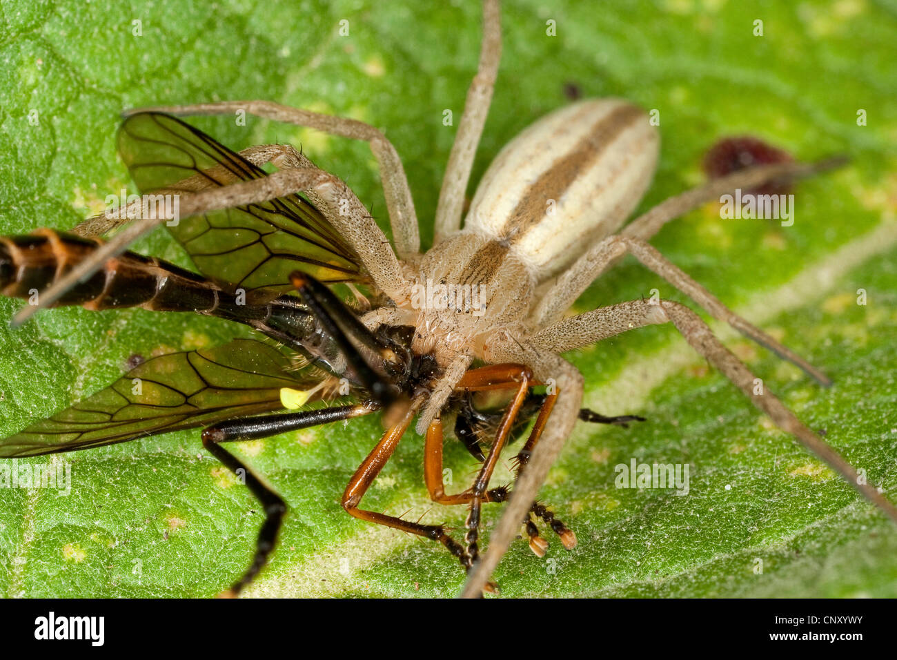 Esecuzione di ragno granchio, philodromid, philodromid spider (Tibellus oblongus), con la preda, Germania Foto Stock