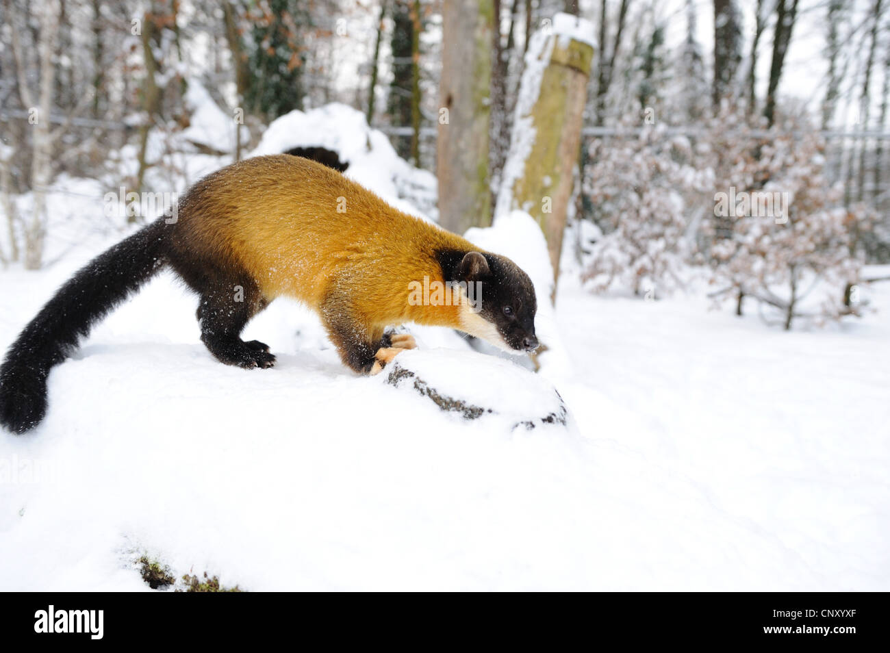 Giallo-throated martora, Kharza (Martes flavigula), seduto nella neve Foto Stock