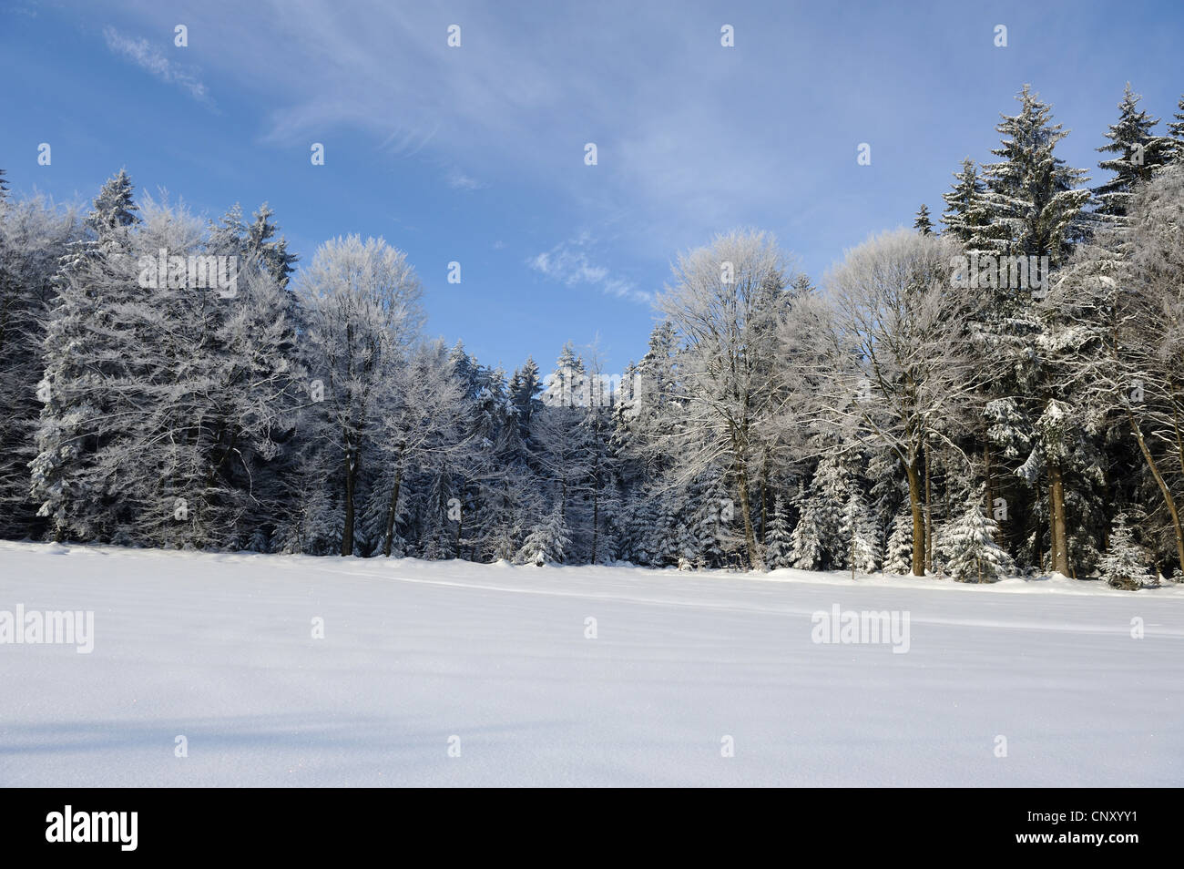 Paesaggio invernale con campo di neve nella parte anteriore del bosco misto, in Germania, in Baviera, il Palatinato Superiore Foto Stock