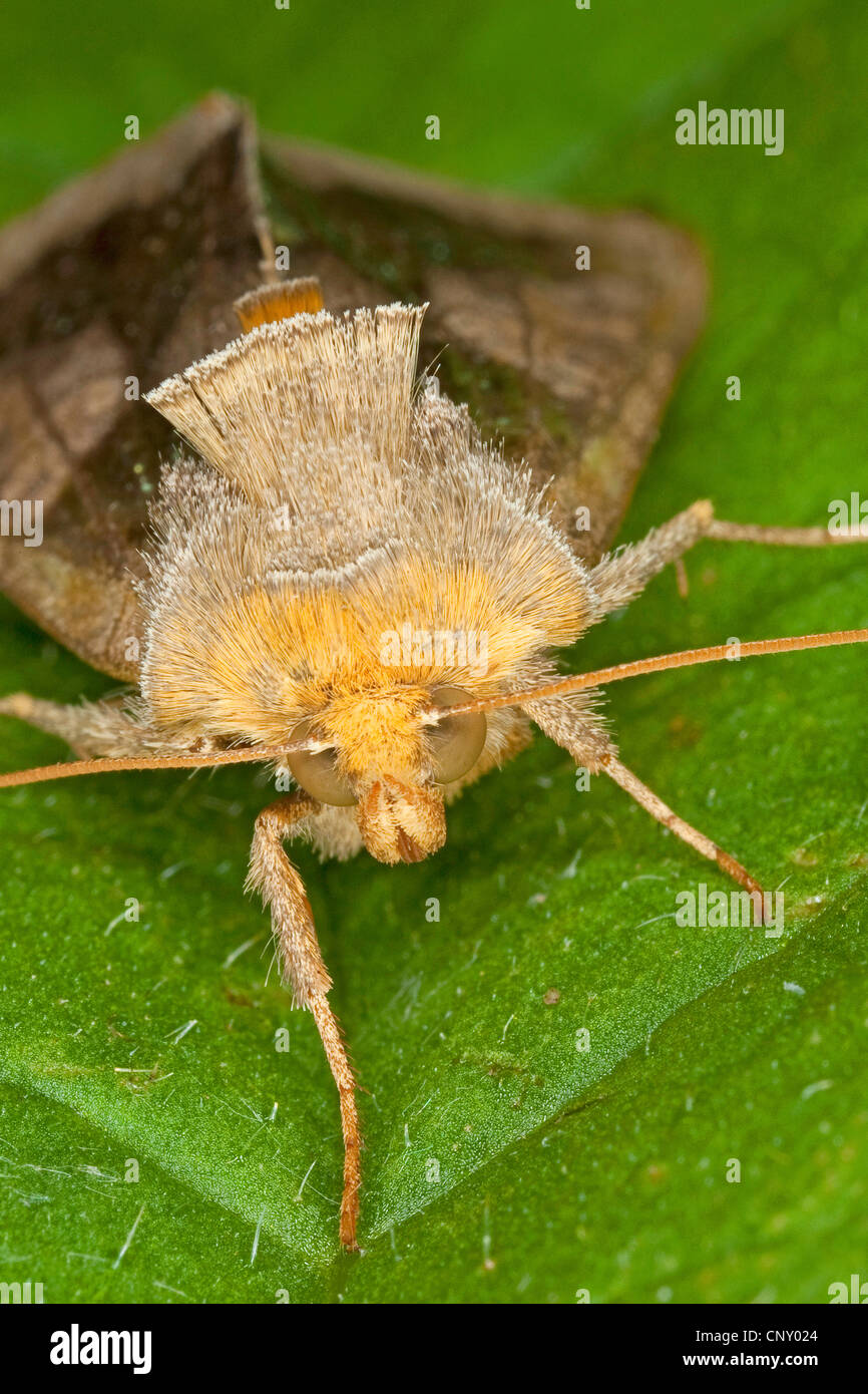 Ottone brunito (Diachrysia chrysitis, Plusia chrysitis, Phytometra chrysitis), seduta su una foglia, Germania Foto Stock