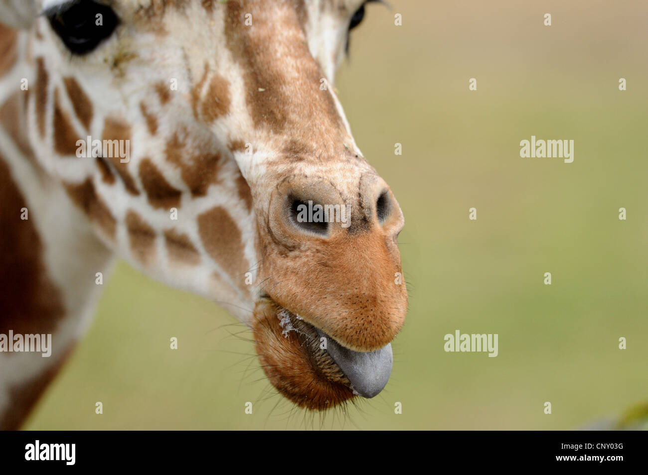 Giraffe reticolate (Giraffa camelopardalis reticulata), dover praticare la lingua di fuori Foto Stock