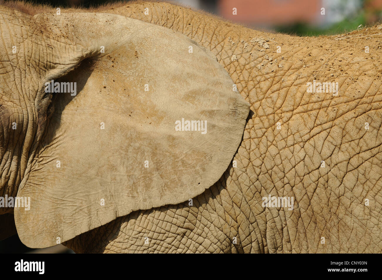 Elefante africano (Loxodonta africana), orecchio Foto Stock