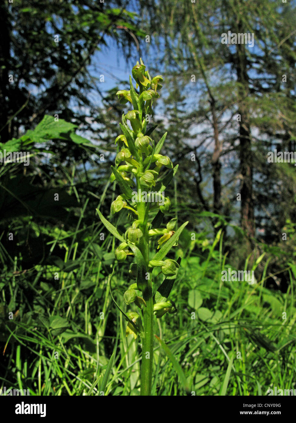 Frog orchid (Coeloglossum viride), infiorescenza, in Germania, in Baviera Foto Stock