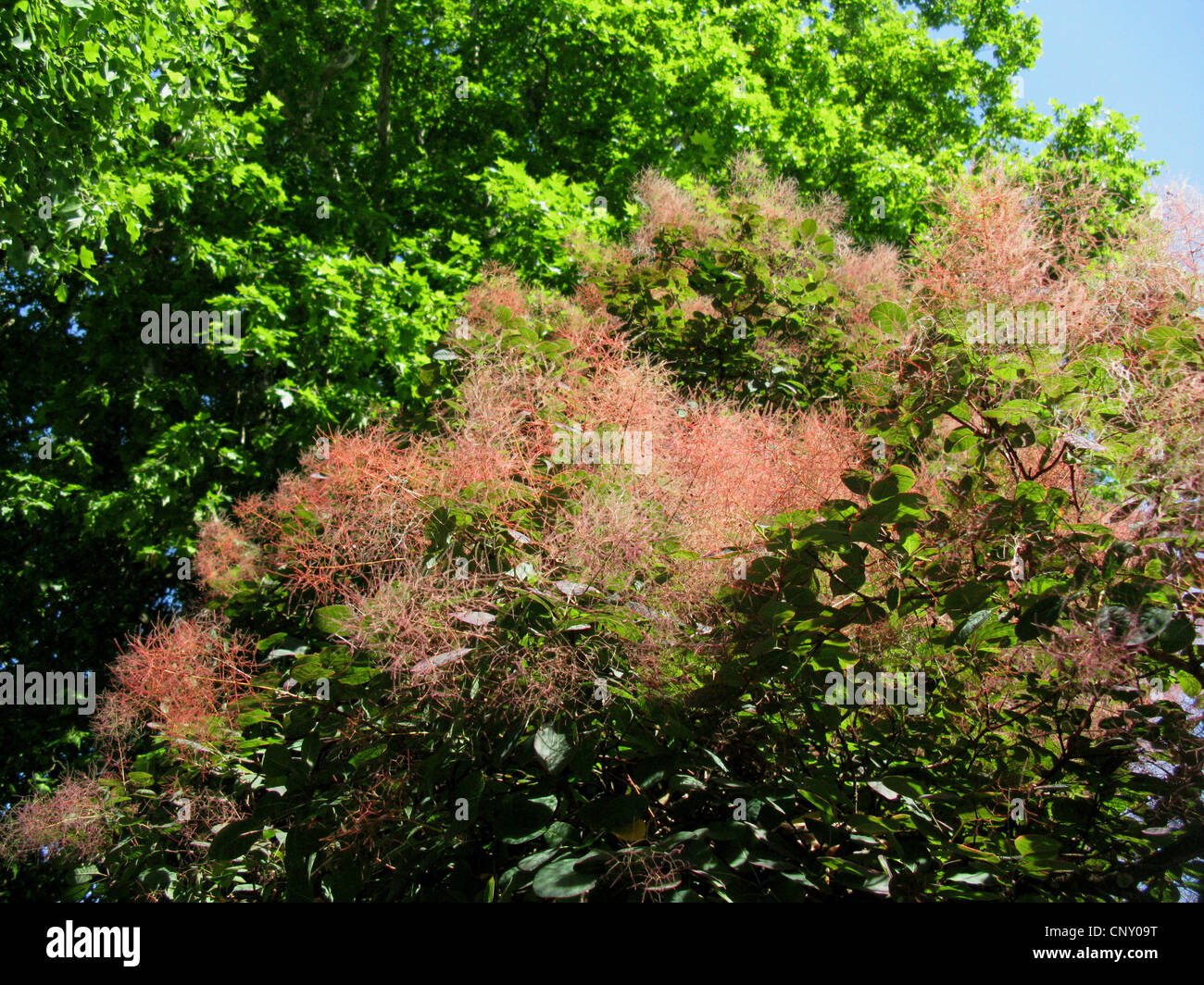 Sumach veneziano, smoketree (Cotinus coggygria 'Royal Purple', Cotinus coggygria Royal Purple), la fruttificazione Foto Stock