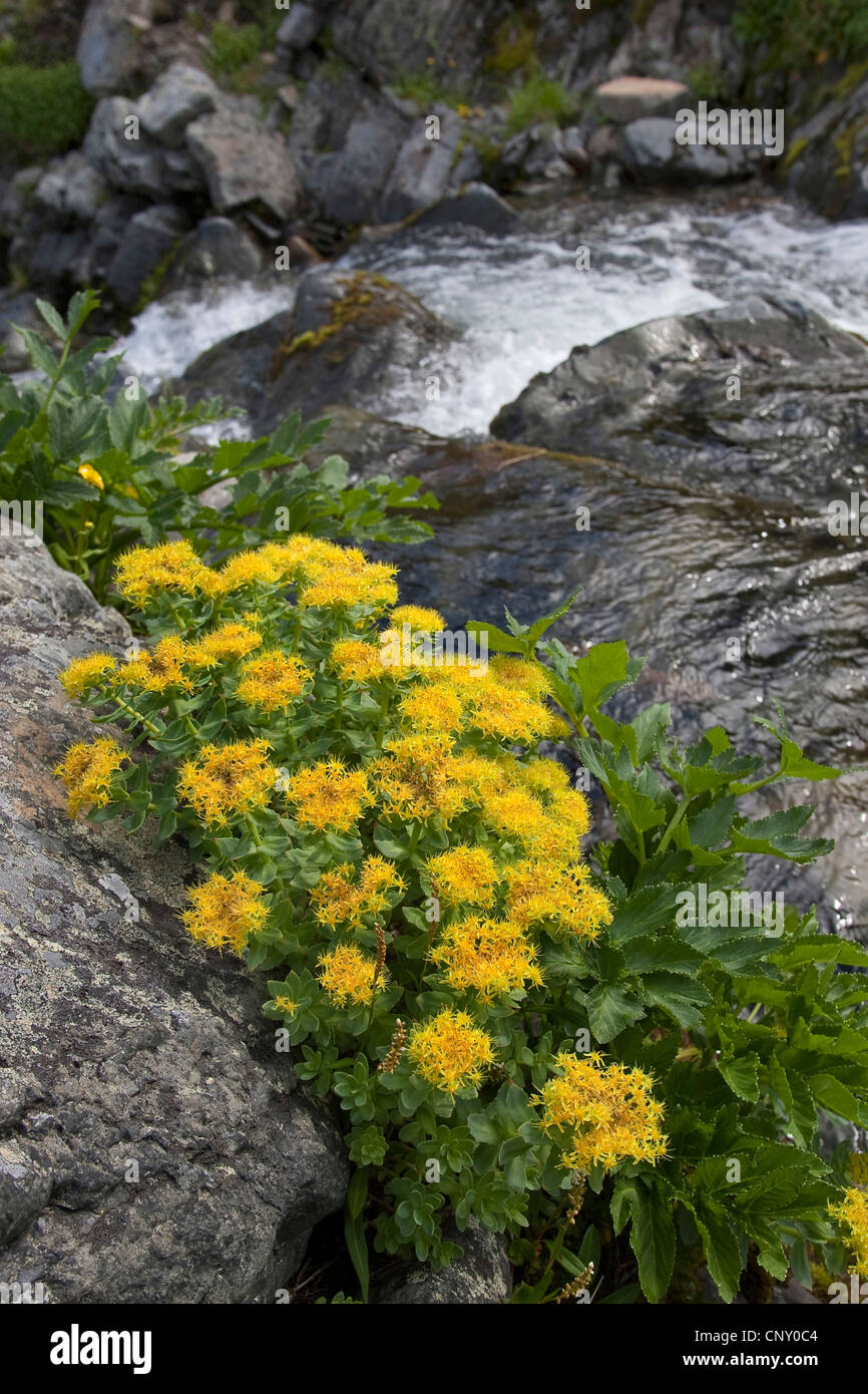Roseroot (Rhodiola rosea, Sedum rosea), fioritura in una selvaggia creek Foto Stock