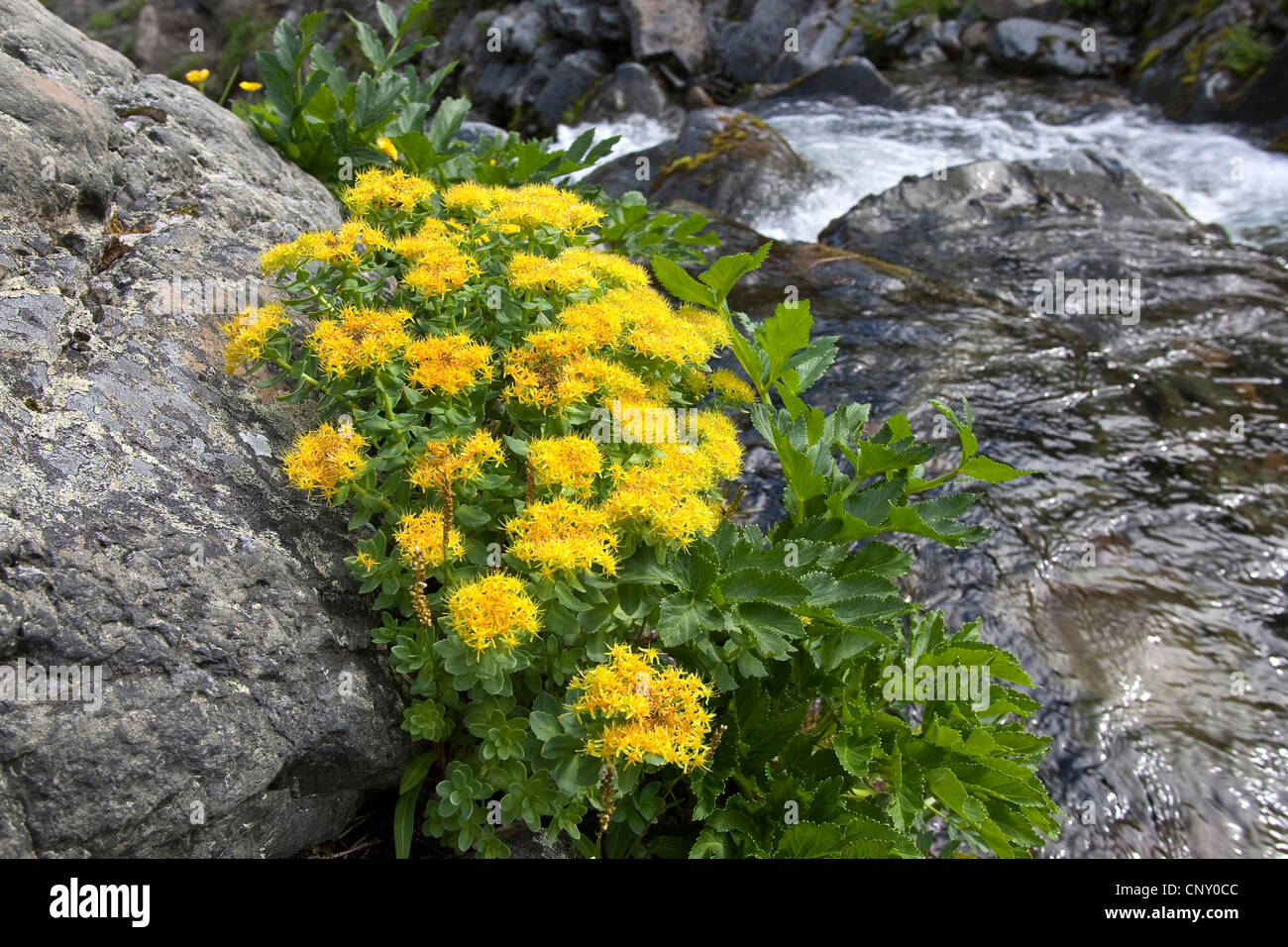 Roseroot (Rhodiola rosea, Sedum rosea), fioritura in una selvaggia creek Foto Stock