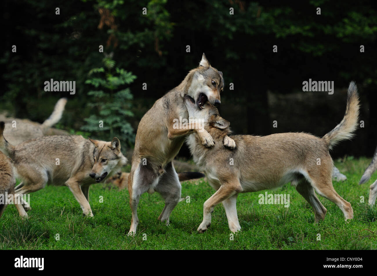 Legname lupo (Canis lupus lycaon), pack tussling in un prato (NESSUNA AUTORIZZAZIONE PER LA CACCIA GLI ARGOMENTI). Foto Stock