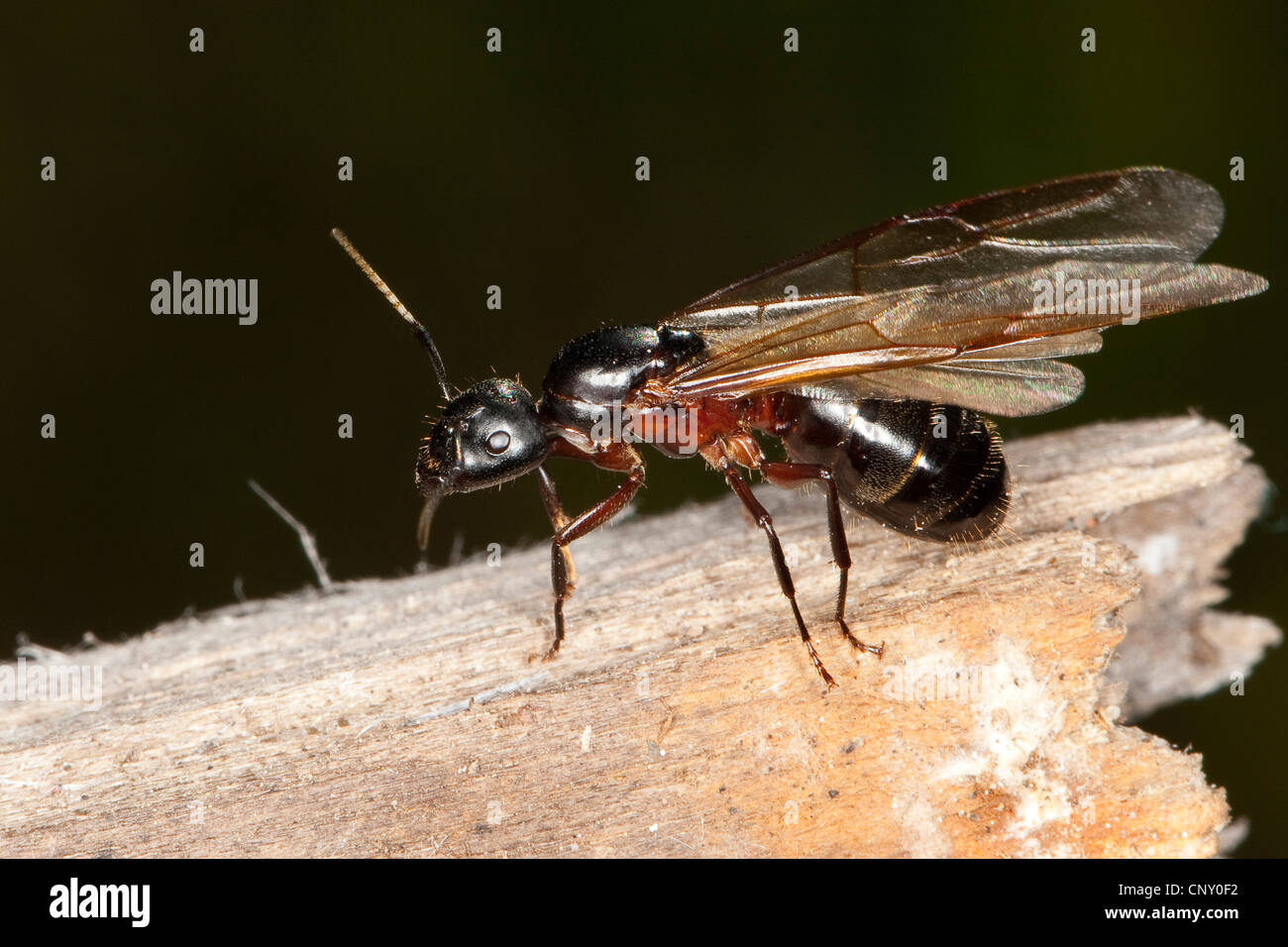 Carpenter ant (Camponotus ligniperdus, Camponotus ligniperda), seduti su legno, Germania Foto Stock