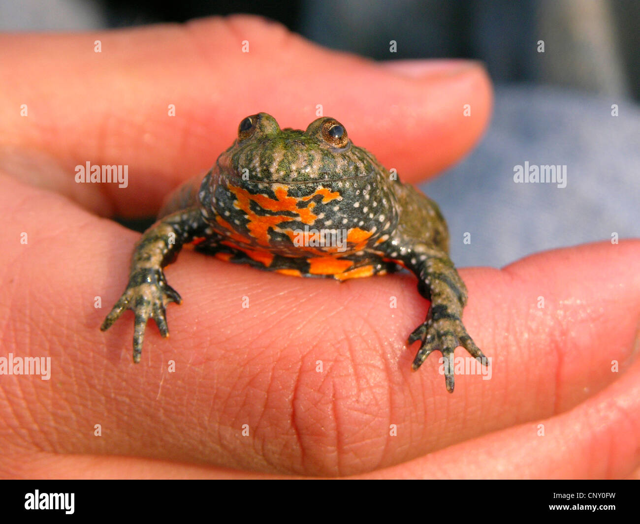 Fire-panciuto toad (Bombina bombina), nella mano di un bambino, Germania Foto Stock