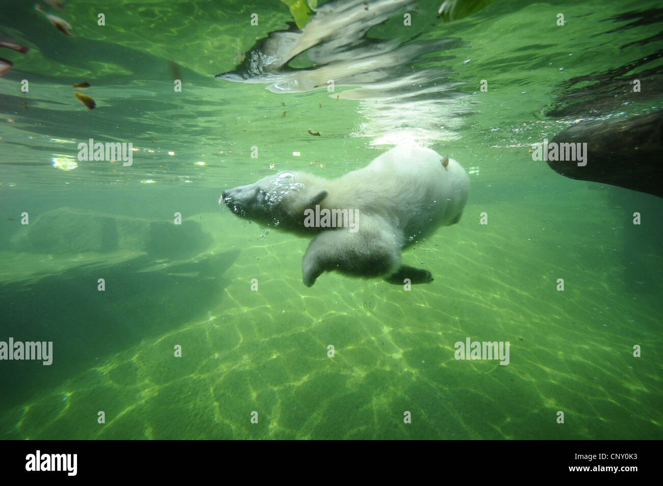 Orso polare (Ursus maritimus), Immersioni subacquee Foto Stock