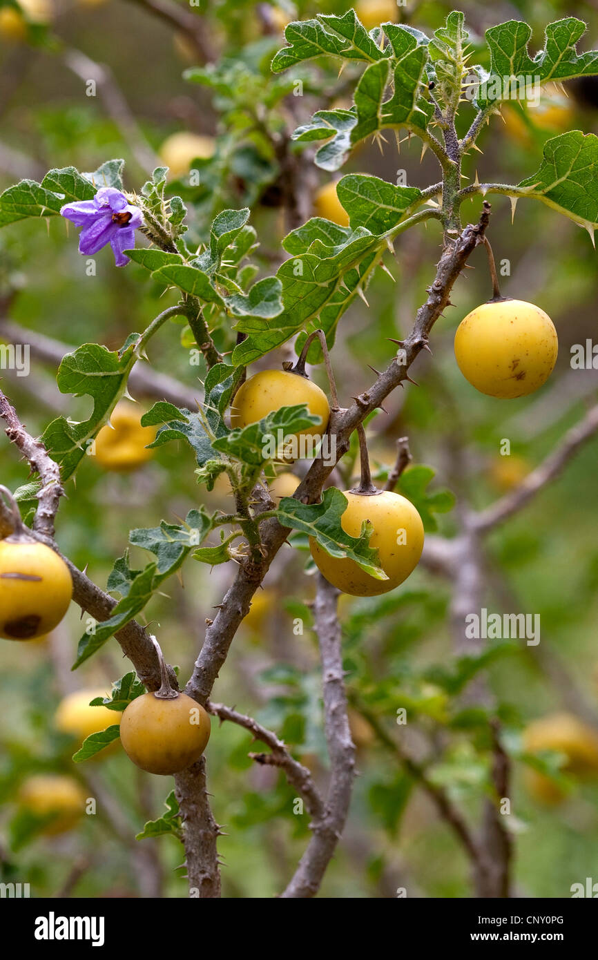 Devil's Apple, Apple di Sodoma (Solanum sodomaeum, Solanum linnaeanum), la fioritura e la fruttificazione Foto Stock