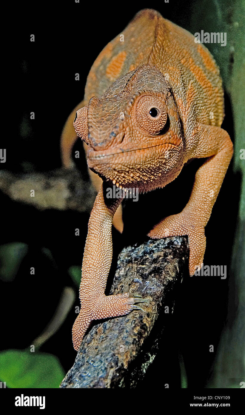 Lembo colli, chameleon flapneck chameleon (Chamaeleo dilepis), camminando su di un ramo Foto Stock