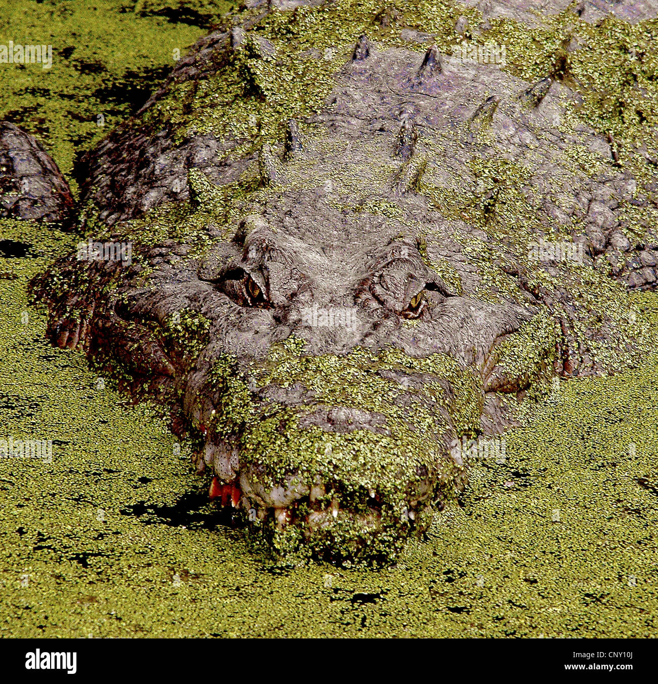 Coccodrillo di acqua salata, estuari Crocodile (Crocodylus porosus), perfettamente mimetizzati tra lenticchie d'acqua in corrispondenza della superficie dell'acqua, Australia, Queensland Foto Stock