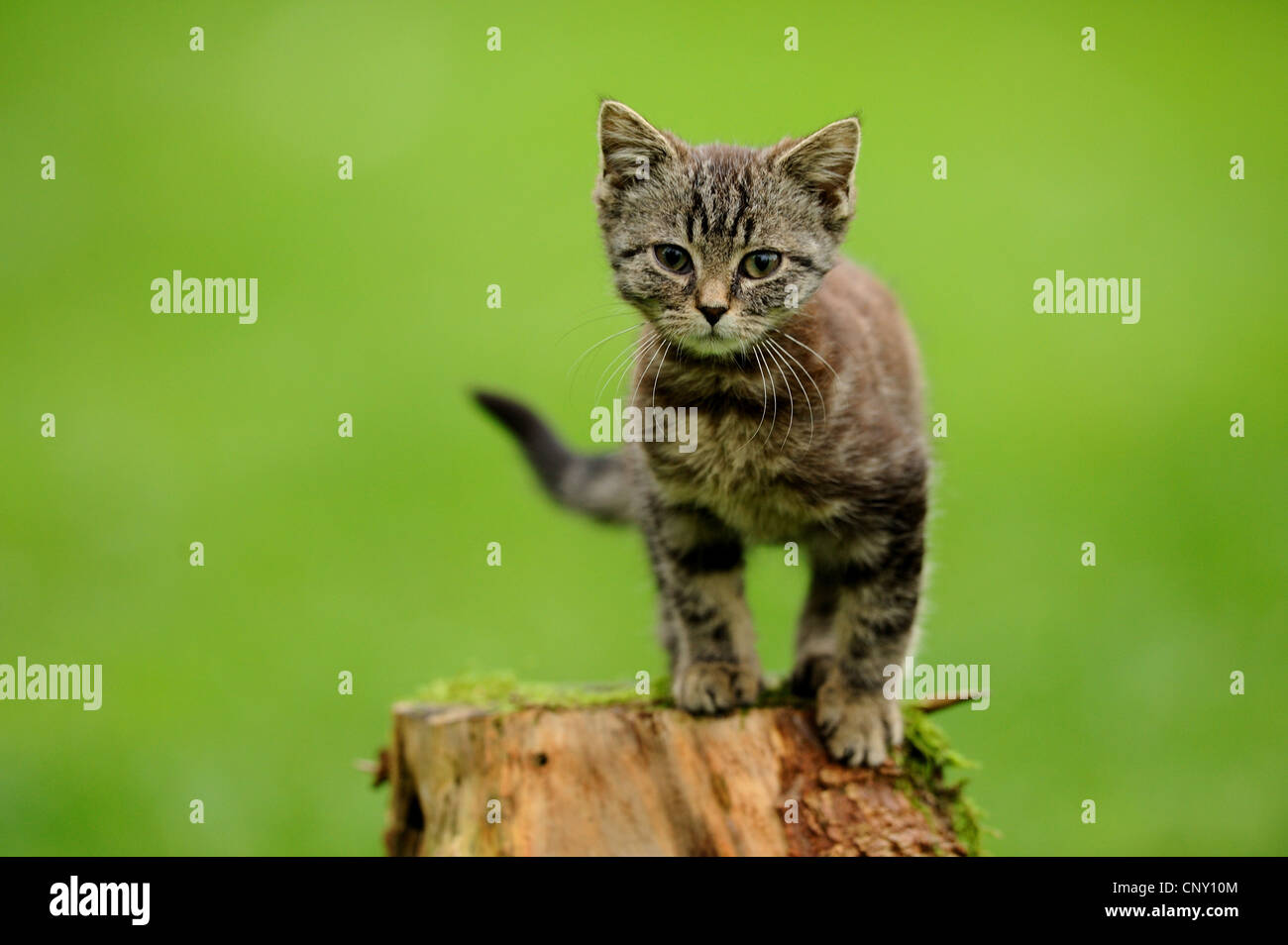Il gatto domestico, il gatto di casa (Felis silvestris f. catus), poco gattino seduto su un albero di intoppo, Germania Foto Stock