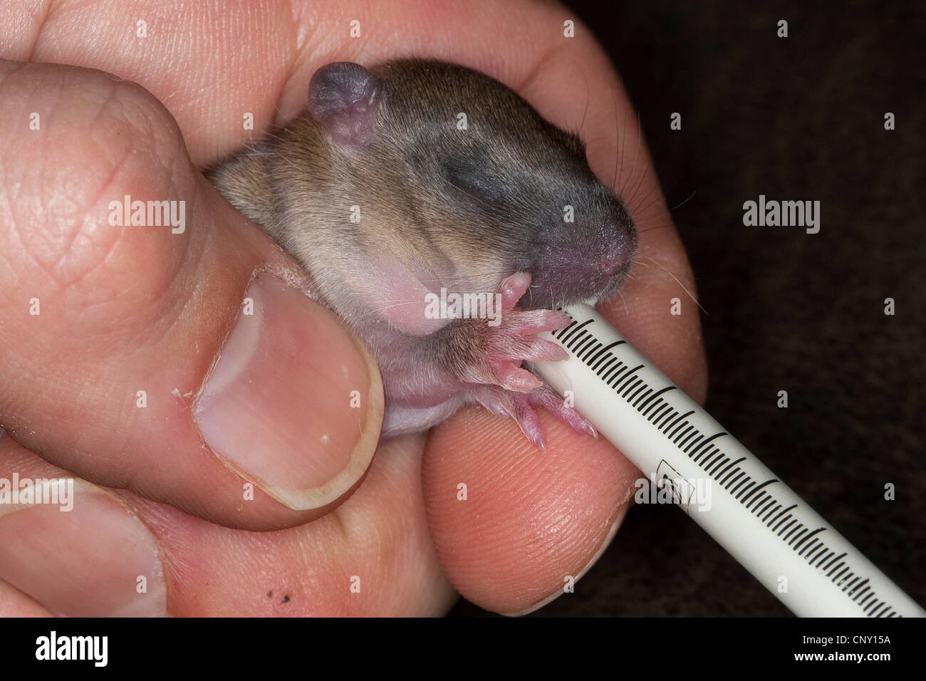 Brown rat, fru brown rat, Norvegia rat, comune di ratto (Rattus norvegicus), orfano pup in una mano della ragazza, ottenere latte, Germania Foto Stock
