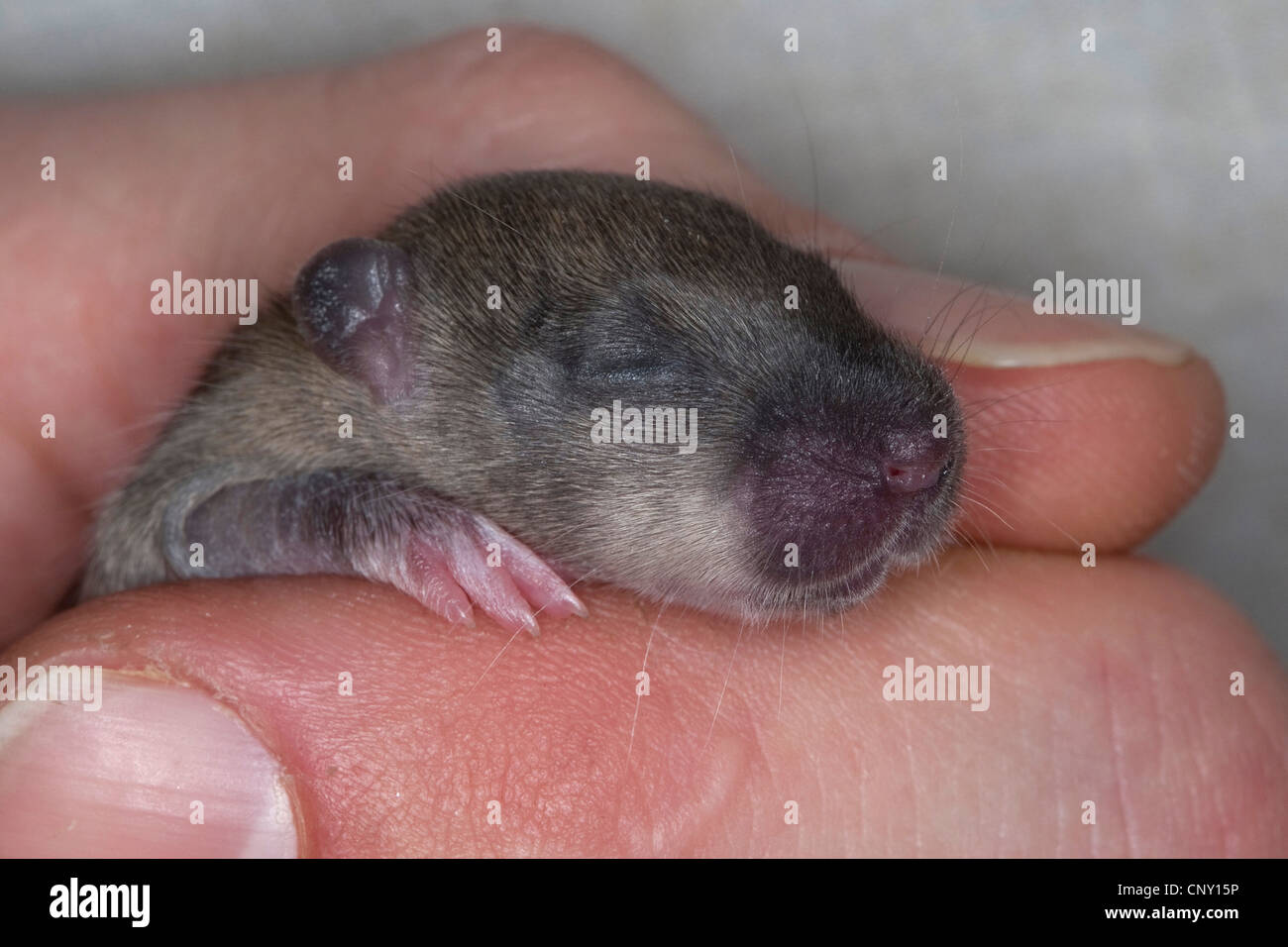 Brown rat, fru brown rat, Norvegia rat, comune di ratto (Rattus norvegicus), orfano pup in una mano di un grl, Germania Foto Stock