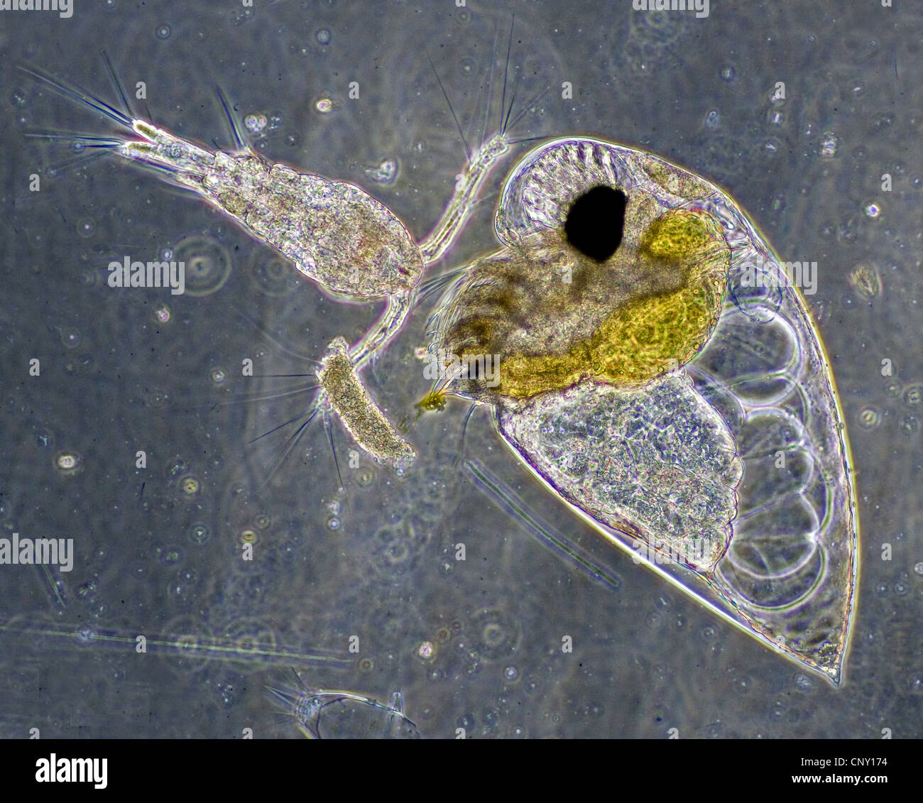Acqua marina Flea (Branchiopoda) dal genere Evadne, probabilmente Evadne nordmanni. Appena a sinistra della pulce è un copepod Foto Stock