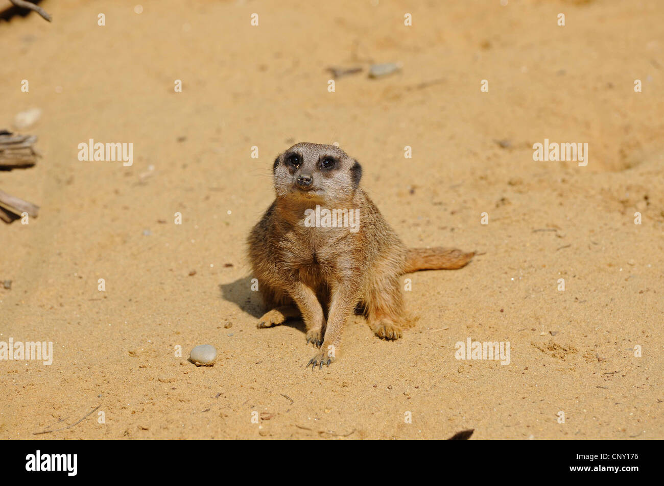 Suricate, sottile-tailed meerkat (Suricata suricatta), seduto a terra Foto Stock