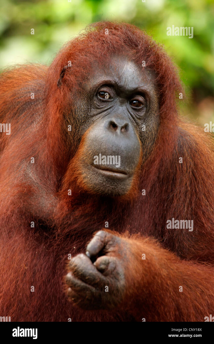 Orango, orangutan, orang-outang (Pongo pygmaeus), ritratto, Malaysia Sarawak, Semenggoh riserva faunistica Foto Stock