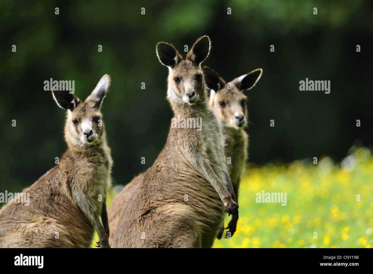 Orientale canguro grigio (Macropus giganteus), tre indivudals guardando verso la telecamera Foto Stock