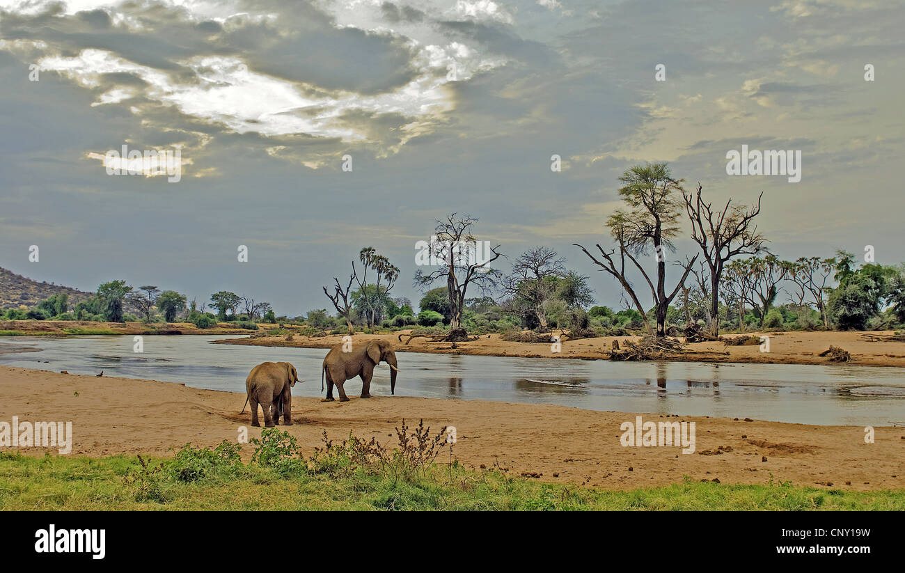Elefante africano (Loxodonta africana), due animali visitando la Ewaso Ngiro, il più grande fiume del paese al fine di bere, Kenya, Samburu Riserva nazionale Foto Stock